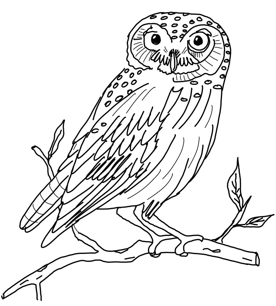 Hibou #1 (Animaux) – Coloriages À Imprimer serapportantà Hibou A Imprimer