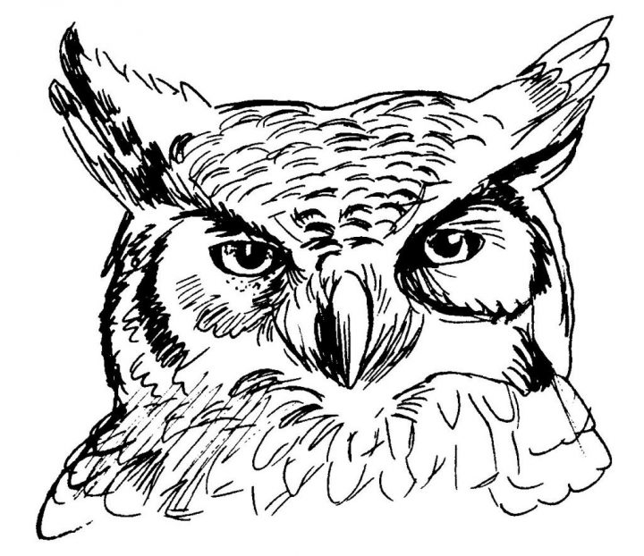 Hibou #37 (Animaux) – Coloriages À Imprimer à Hibou A Imprimer