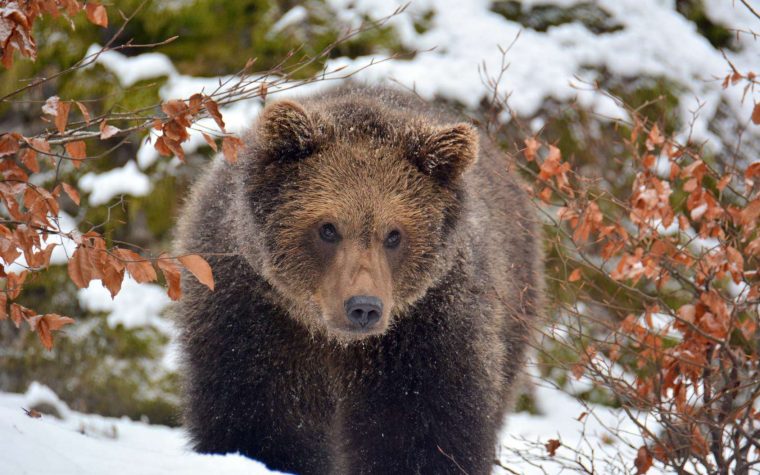 Hivernation Et Hibernation : Quelles Différences ? concernant Les Animaux Qui Hivernent