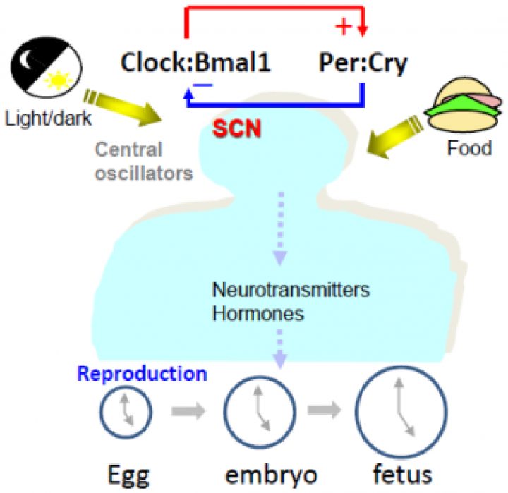 Ijms | Free Full-Text | Circadian Clock, Time-Restricted concernant Reproduire Une Figure