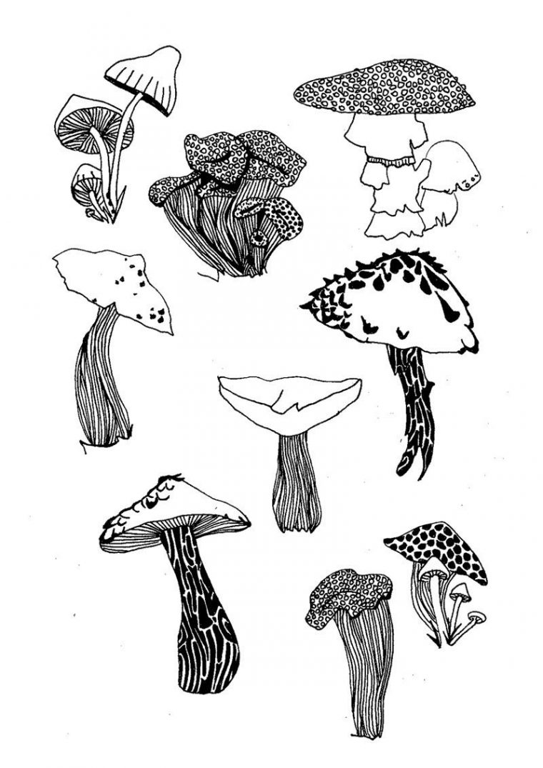 Illustration Affiche À Télécharger * Champignon* Forêt intérieur Dessiner Un Champignon