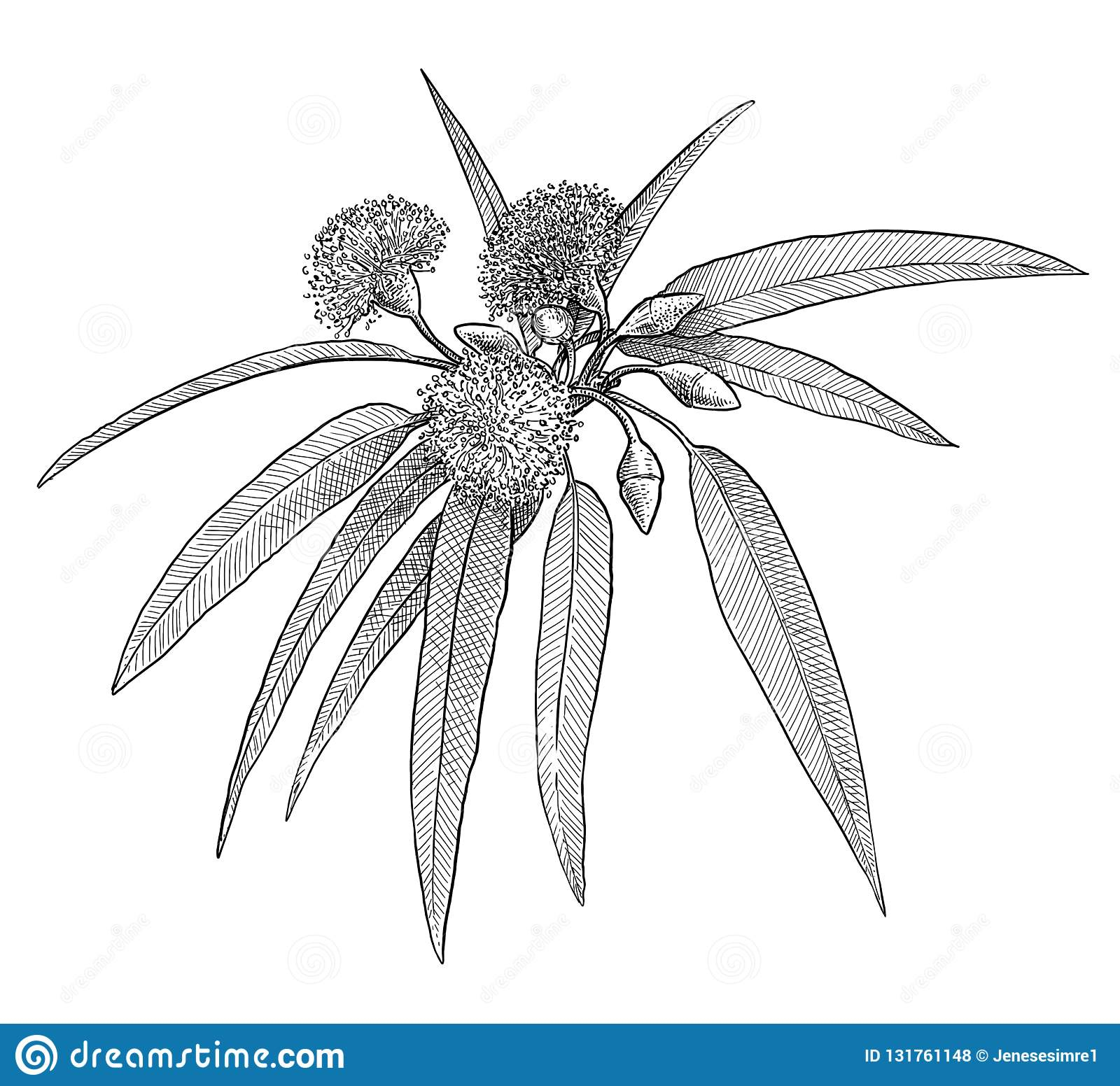 Illustration De Feuille Et De Fleur D'eucalyptus, Dessin pour Schéma D Une Fleur