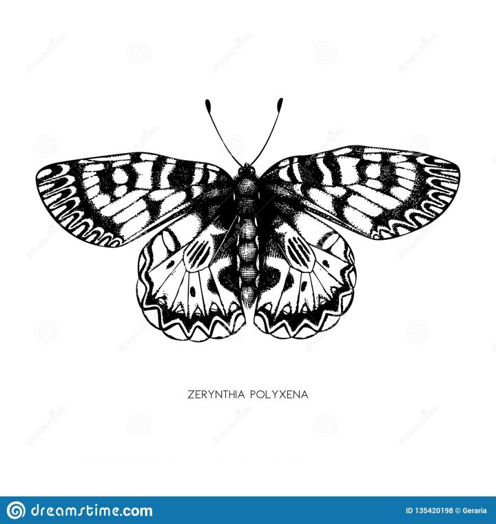 Illustration Détaillée Élevée De Polyxena De Zerynthia encequiconcerne Papillon À Dessiner