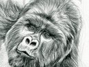 Illustration-Gorille-Dessin-Noir-Blanc-Realiste - Stéphane Alsac pour Dessin Noir Et Blanc Animaux