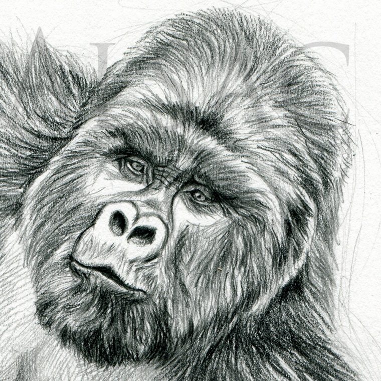 Illustration-Gorille-Dessin-Noir-Blanc-Realiste – Stéphane Alsac pour Dessin Noir Et Blanc Animaux