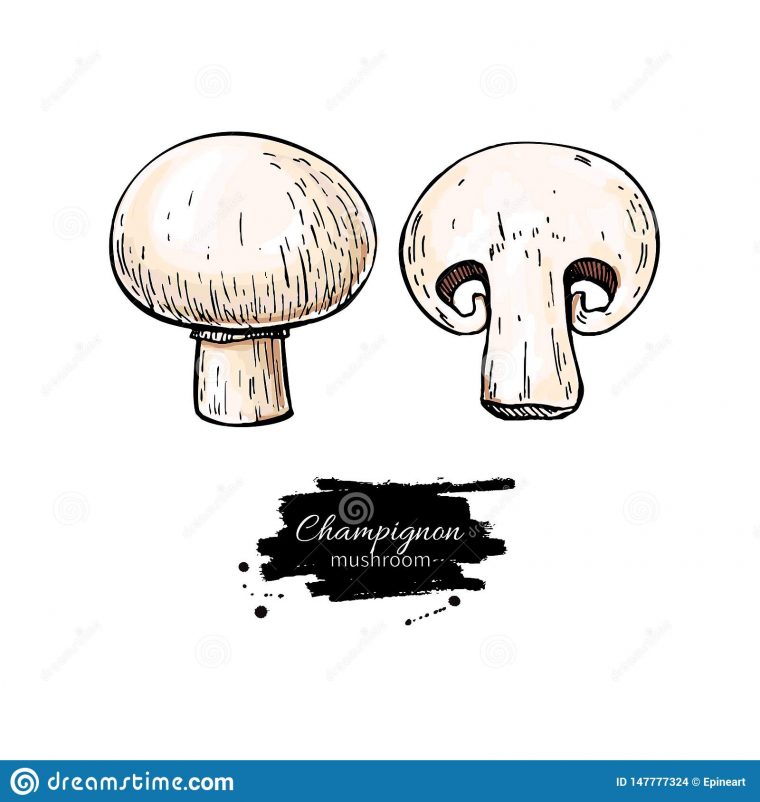 Illustration Tir?e Par La Main De Vecteur De Champignon De destiné Dessiner Un Champignon