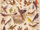Images D'epinal : Papillons, Oiseaux, Animaux, Jeu, Vie destiné Jeux De L Oiseau