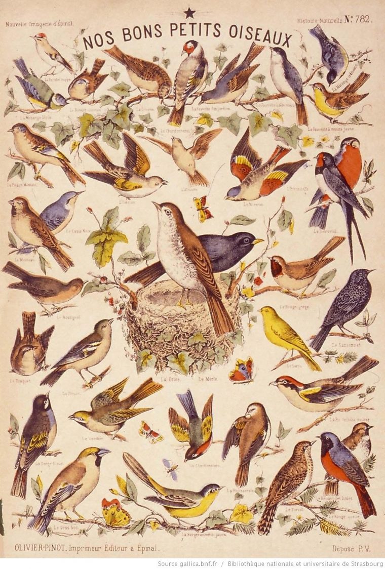 Images D'epinal : Papillons, Oiseaux, Animaux, Jeu, Vie destiné Jeux De L Oiseau