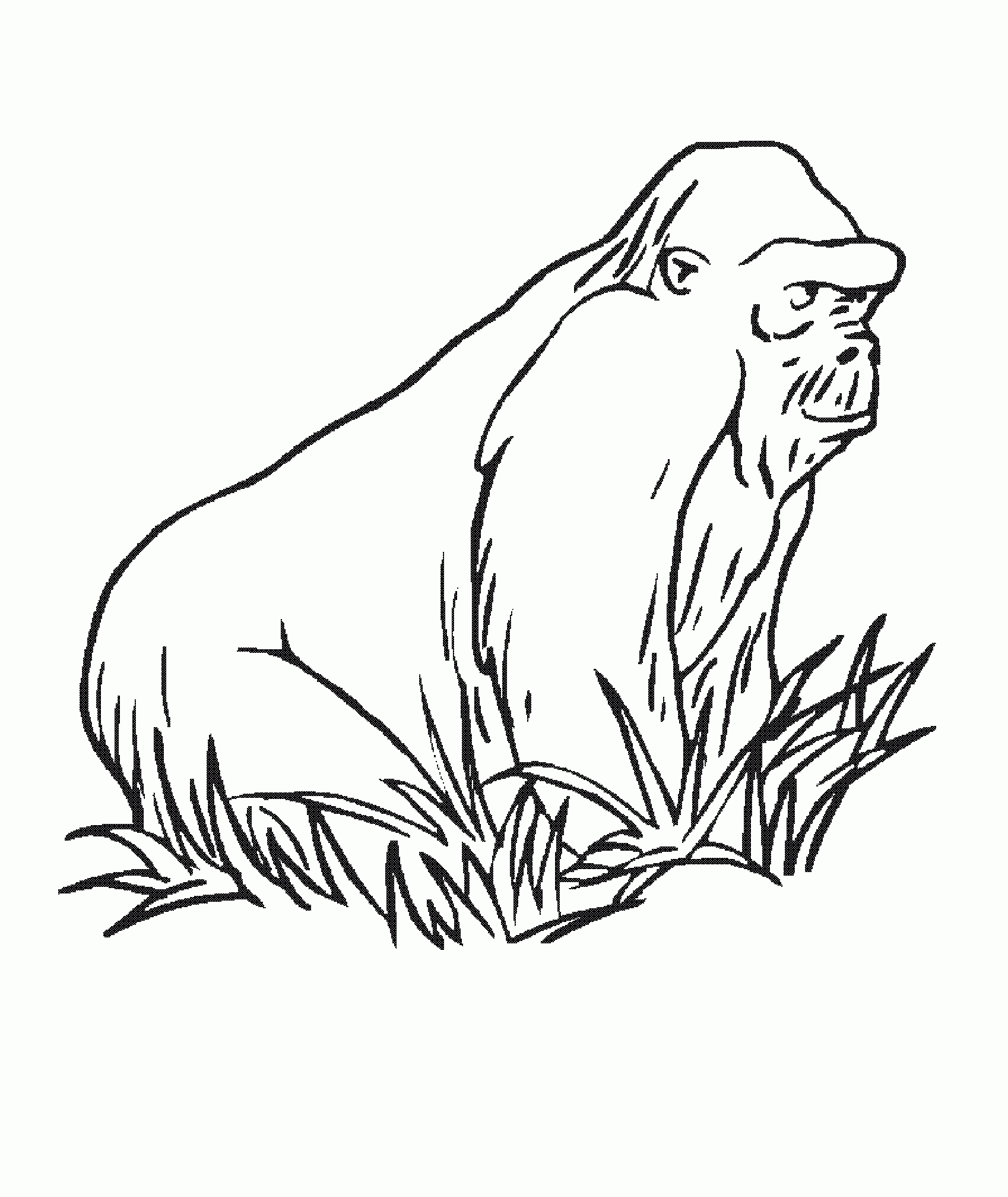 Index Of /coloriages/animaux/gorille à Coloriage Gorille