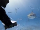 Insolite | [Vidéo] Un Plongeur Nourrit Un Requin-Tigre concernant Requin Jeux Video