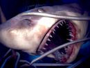 Je Me Suis Fait Attaquer Par Un Requin ! à Requin Jeux Video