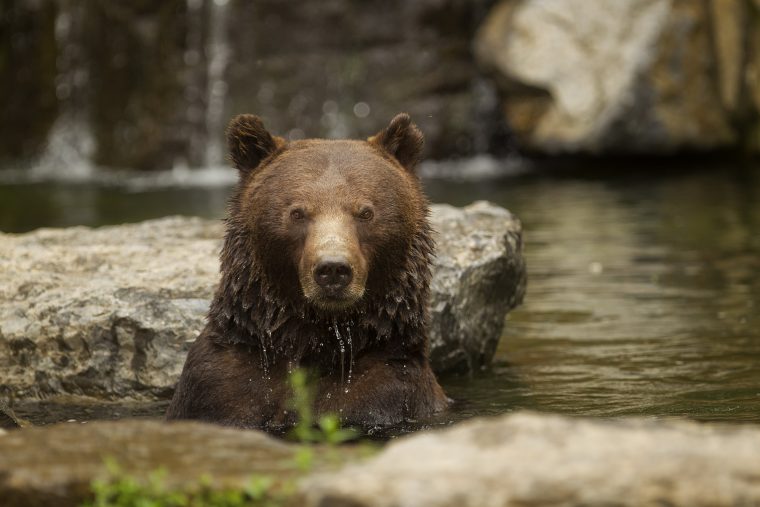 Je Te Dis Que L'ours Hiverne serapportantà Les Animaux Qui Hivernent