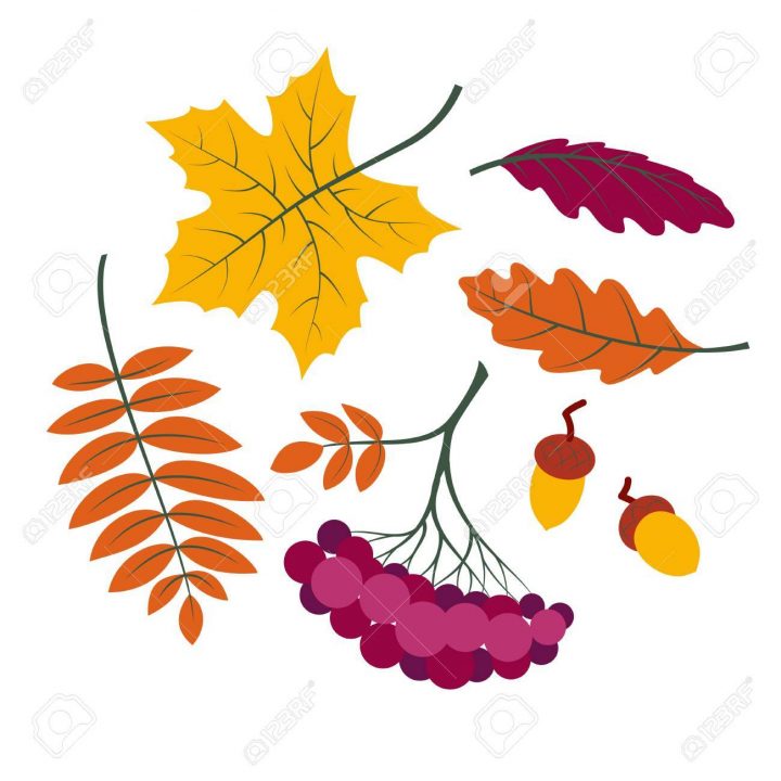 Jeu De Feuilles D'automne, Silhouettes Colorées De Collection De Feuilles  D'arbres (Érable, Feuille De Rowan, Rowanberry, Chêne, Gland Etc.), Style dedans Dessin De Feuille D Automne