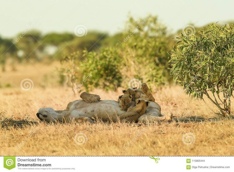 Jeux Du ` S De Lion Dans La Savane Photo Stock – Image Du destiné Jeux De Savane