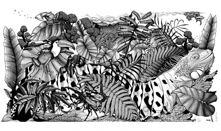 Jungle Animaux – Caméléons Et Lézards – Coloriages tout Dessin Noir Et Blanc Animaux