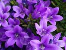 Kir Cicekleri | Egzotik Çiçekler, Çiçek, Çiçek Bahçesi serapportantà Anémone Des Mers