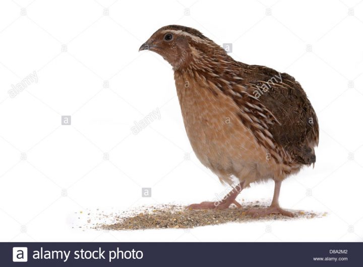 La Caille Japonaise Sur Un Fond Blanc. Un Oiseau Qui Pond concernant Animaux Qui Pondent Des Oeufs