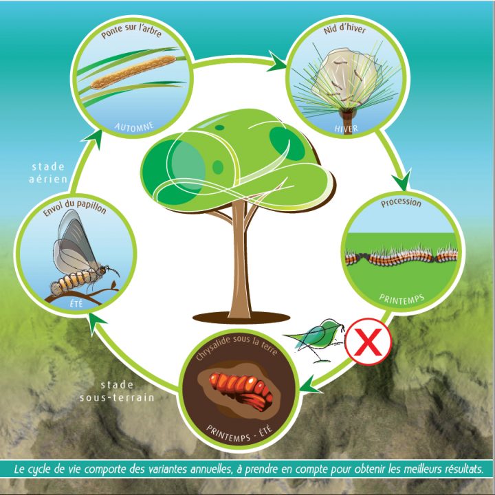 La Chenille Processionnaire Du Pin, Parlons-En ! – Farago France avec Cycle De Vie D Une Chenille