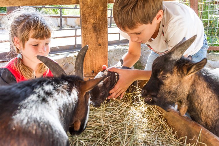 La Closerie Des Tout-Petits – Ferme Pédagogique – Parcs destiné Jeux De Ferme Gratuit Avec Des Animaux