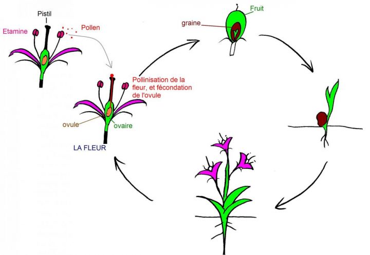 La Formation Du Fruit pour Schéma D Une Fleur