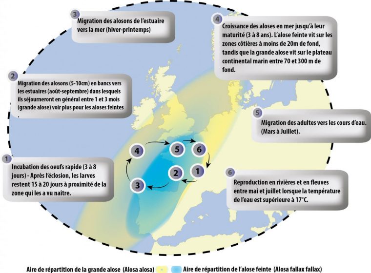 La Grande Alose destiné Les Fleuves En France Cycle 3