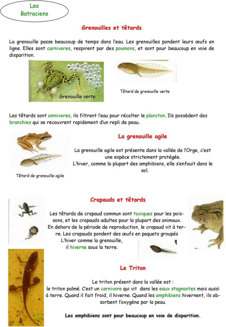 La Microfaune Aquatique De La Vallée De L'orge – Pdf Free intérieur Les Animaux Qui Hivernent