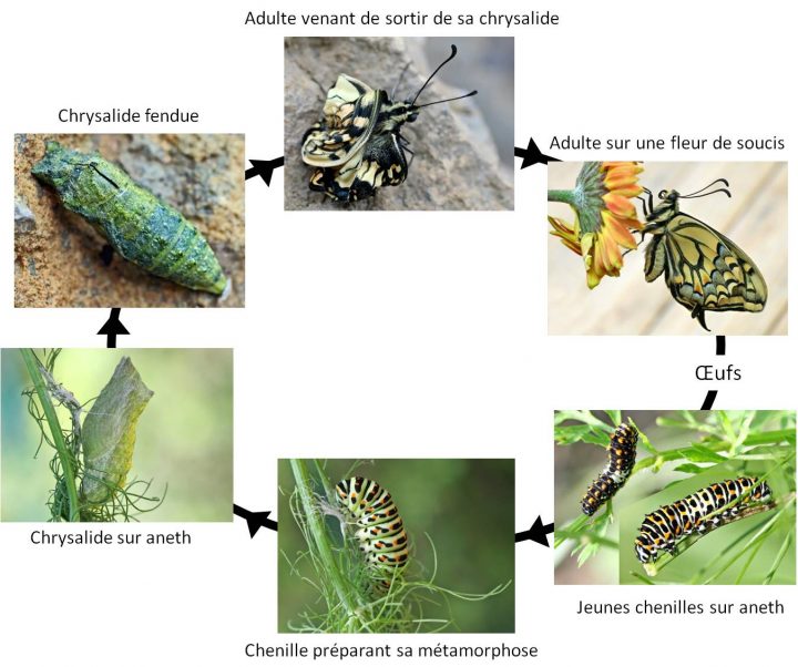 La Pollinisation Menacée ? | Vigie-Nature École pour Cycle De Vie D Une Chenille