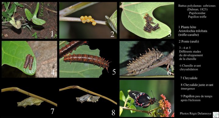 La Vie Du Papillon Trèfle, Battus Polydamas – Association destiné Cycle De Vie D Une Chenille