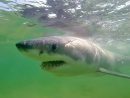 La Vie Secrète Des Grands Requins Blancs | Le Devoir intérieur Jeux Gratuit Requin Blanc