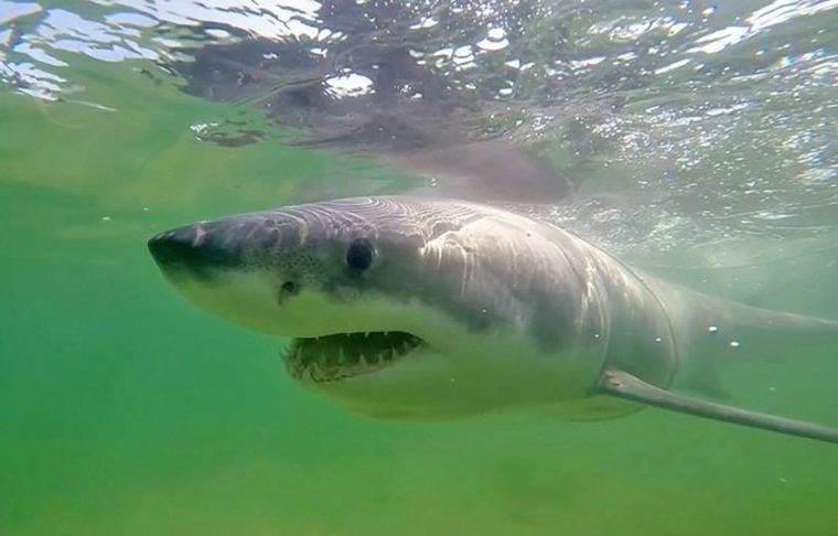 La Vie Secrète Des Grands Requins Blancs | Le Devoir intérieur Jeux Gratuit Requin Blanc