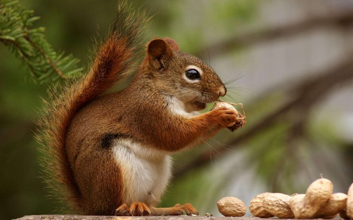 L'arbre Phylogénétique Des Mammifères | Dossier concernant Animaux Qui Pondent Des Oeufs