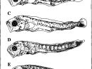 Larval Development Of Common Dolphin (Coryphaena Hippurus avec Les Animaux Qui Hivernent