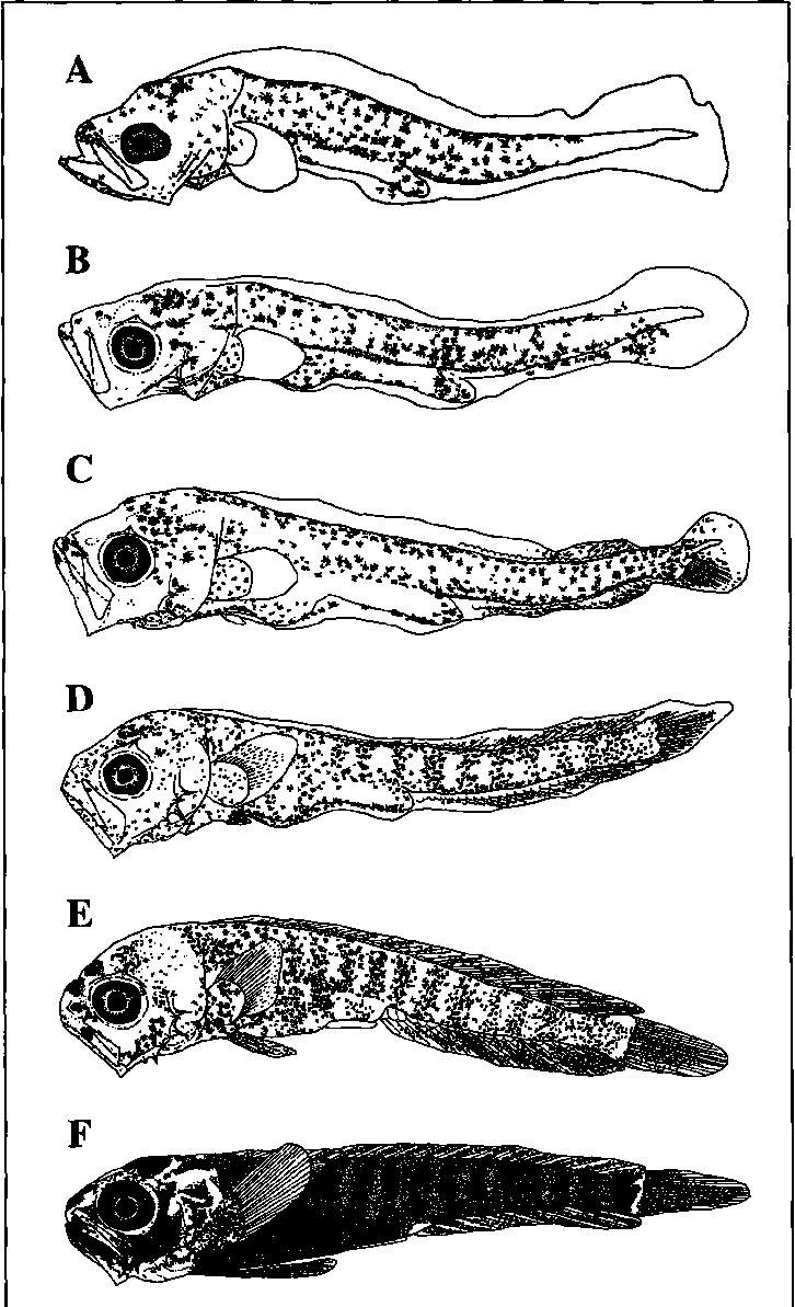 Larval Development Of Common Dolphin (Coryphaena Hippurus avec Les Animaux Qui Hivernent