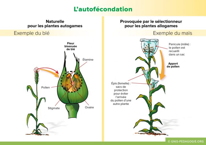 L'autofécondation – Gnis Pédagogie concernant Schéma D Une Fleur