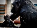 Le Bébé Gorille D'un Zoo De La Loire Est Mort - Le Parisien avec Jeux De Gorille Gratuit