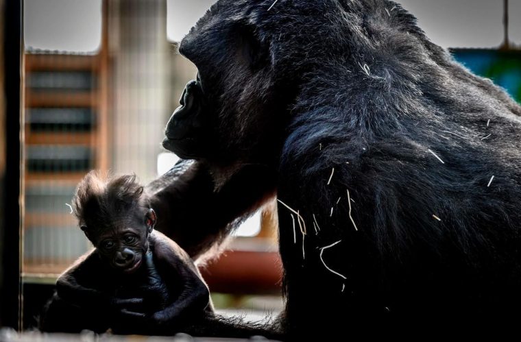 Le Bébé Gorille D'un Zoo De La Loire Est Mort – Le Parisien avec Jeux De Gorille Gratuit