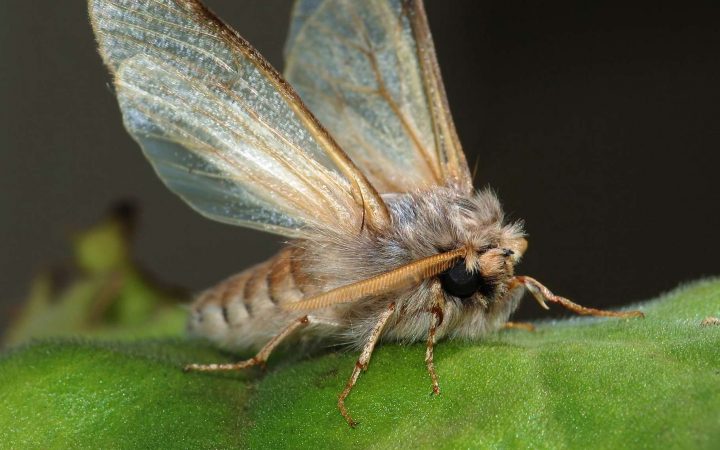 Le Cycle Biologique De La Processionnaire Du Pin | Dossier tout Cycle De Vie D Une Chenille