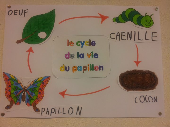 Le Cycle De La Vie Du Papillon | La Chenille Qui Fait Des encequiconcerne Cycle De Vie D Une Chenille