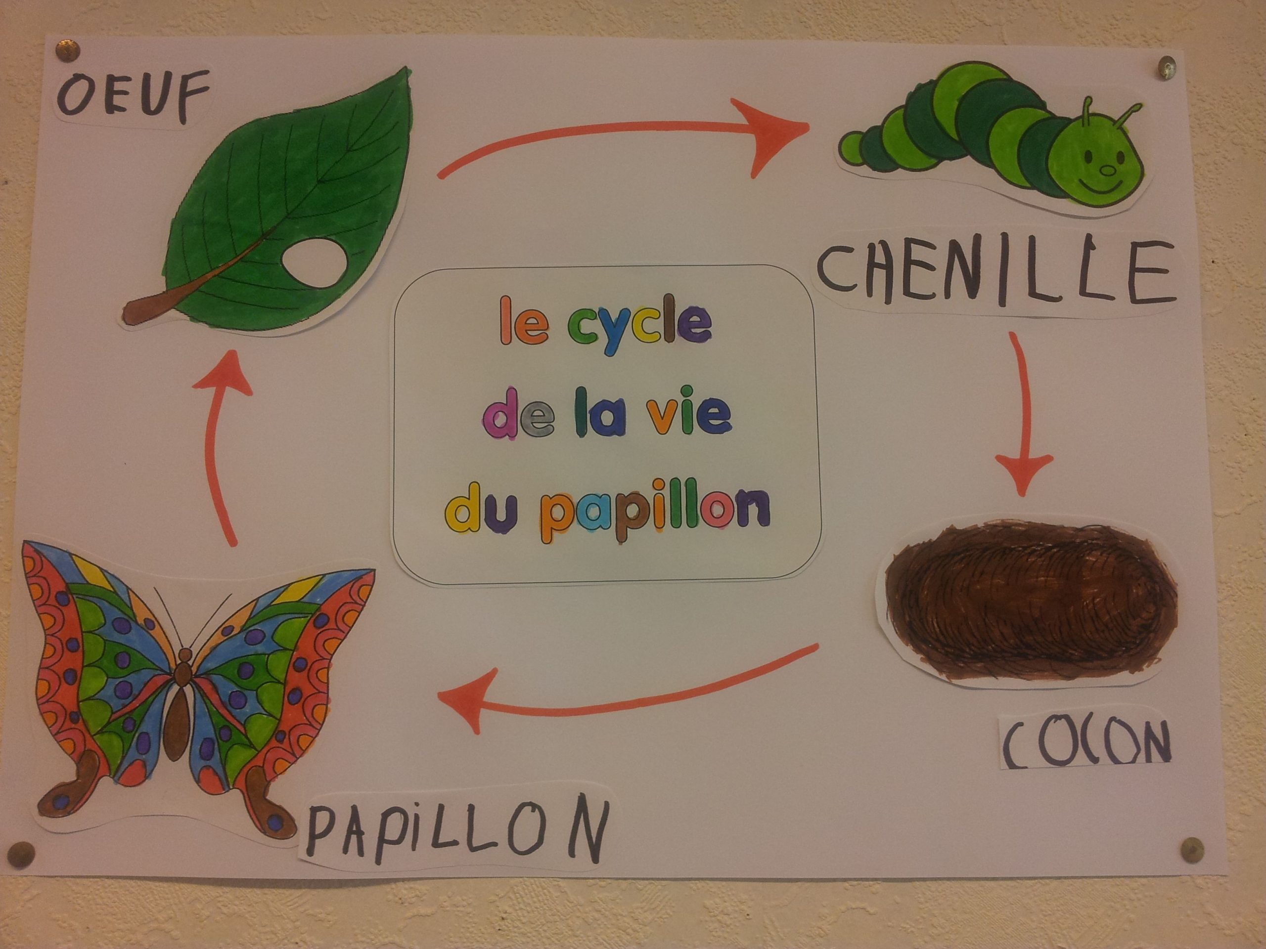 Le Cycle De La Vie Du Papillon | La Chenille Qui Fait Des encequiconcerne Cycle De Vie D Une Chenille 