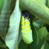 Le Cycle De Vie Des Papillons Monarque avec Cycle De Vie D Une Chenille