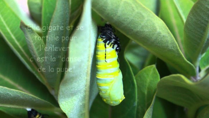 Le Cycle De Vie Des Papillons Monarque avec Cycle De Vie D Une Chenille