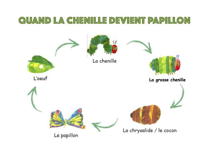 Le Cycle De Vie Du Papillon Avec Les Images Du Livre "la avec Cycle De Vie D Une Chenille