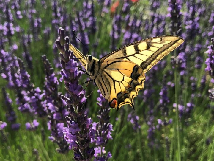 Le Cycle De Vie Du Papillon – Oiseaux Et Papillons Au Jardin serapportantà Cycle De Vie D Une Chenille