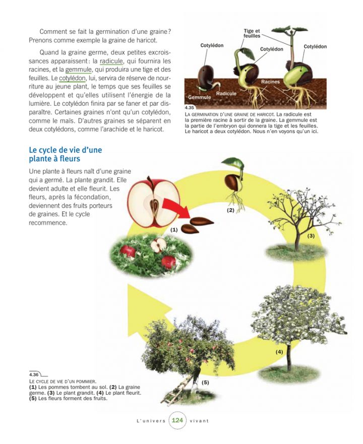 Le Cycle De Vie D`une Plante À Fleurs pour Schéma D Une Fleur