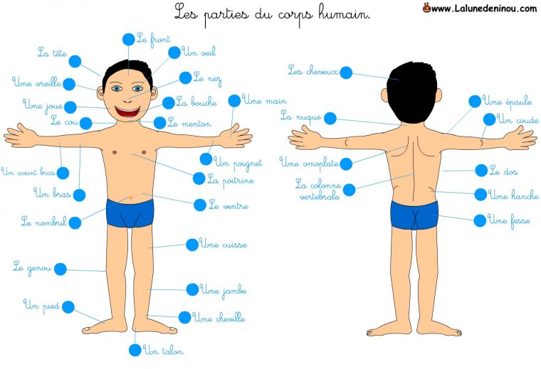 Le Français C'est Super!: Le Corps Humain Et Les Parties Du intérieur Le Corps Humain En Maternelle