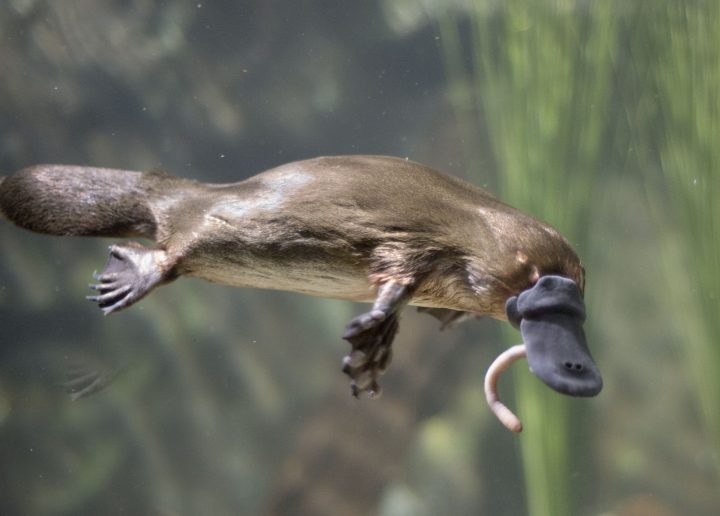 Le Lait De L'ornithorynque, Une Piste Pour Combattre L concernant Animaux Qui Pondent Des Oeufs