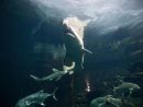 Le Requin, Super-Prédateur En Danger : Pourquoi Il Est avec Jeux Gratuit Requin Blanc