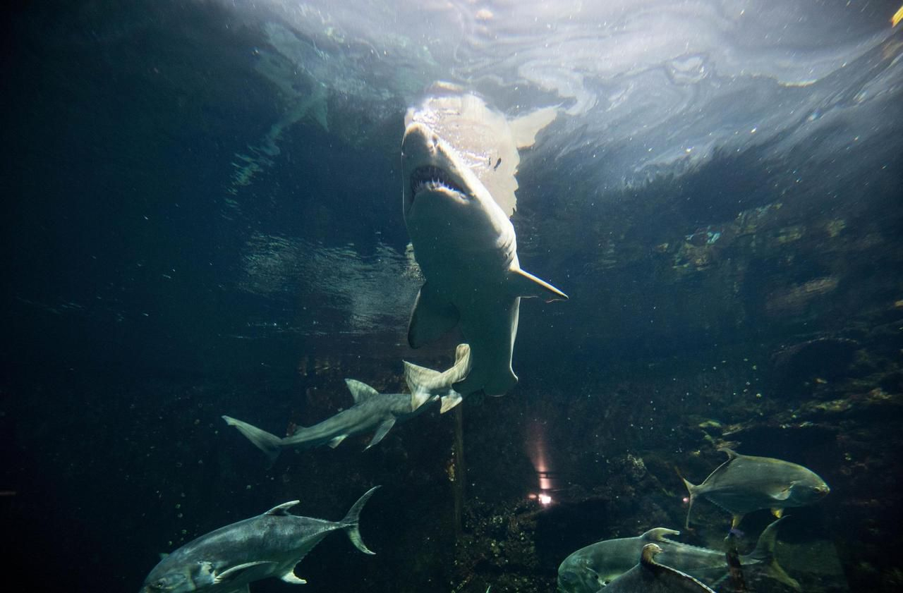 Le Requin, Super-Prédateur En Danger : Pourquoi Il Est avec Jeux Gratuit Requin Blanc 