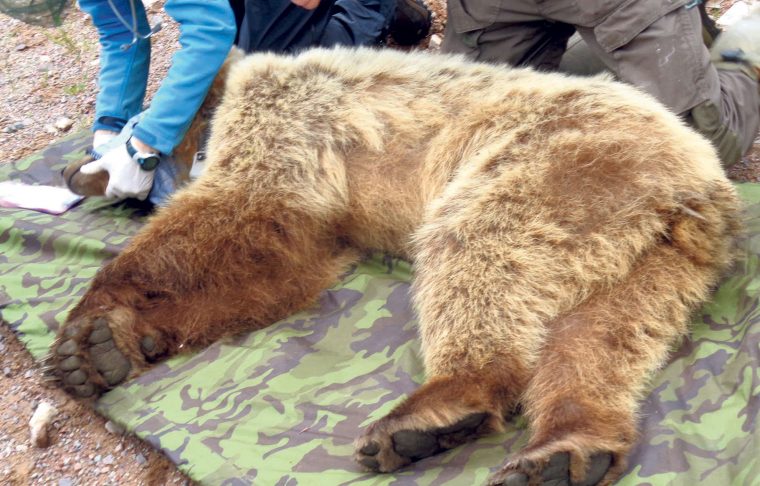 Le Secret D'hibernation De L'ours avec Les Animaux Qui Hivernent