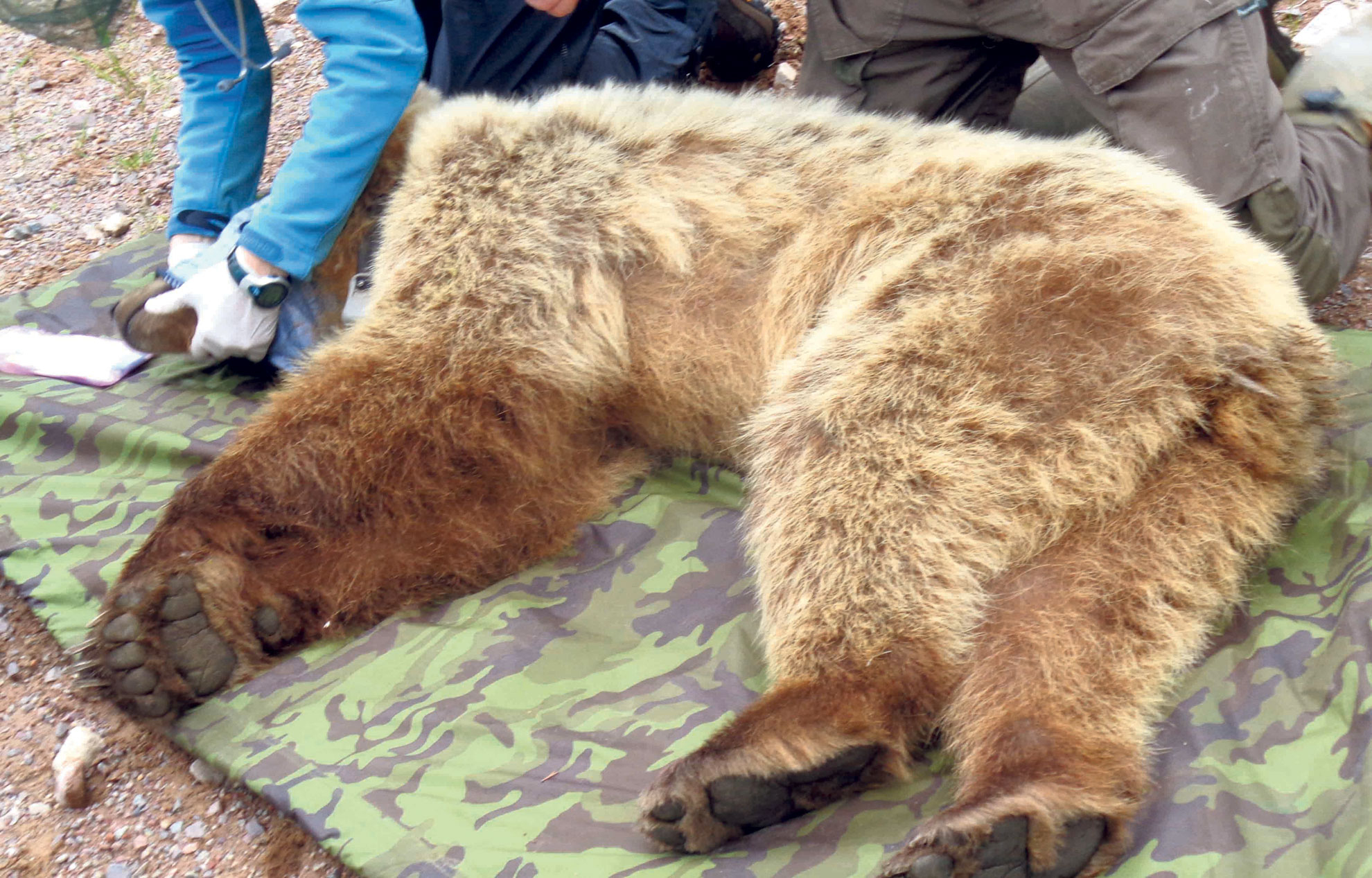 Le Secret D'hibernation De L'ours avec Les Animaux Qui Hivernent